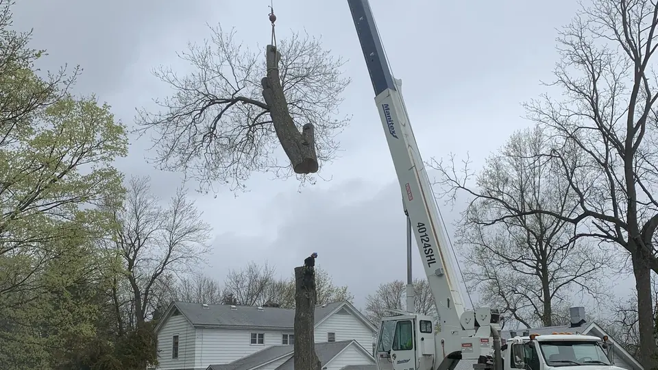 A crane lifting a cut tree section above a residential yard