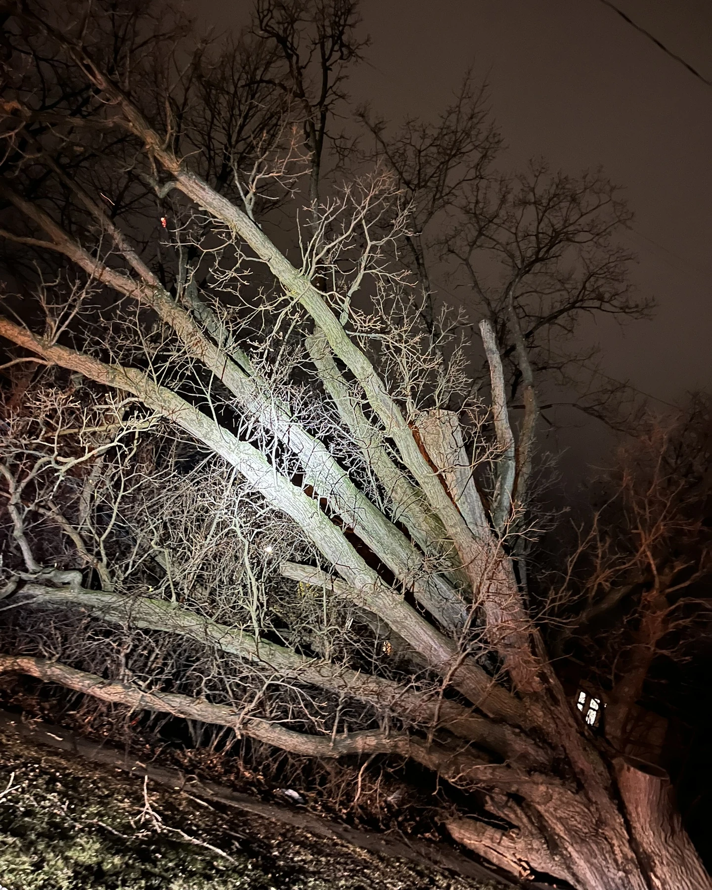 A storm-damaged tree with broken limbs illuminated at night
