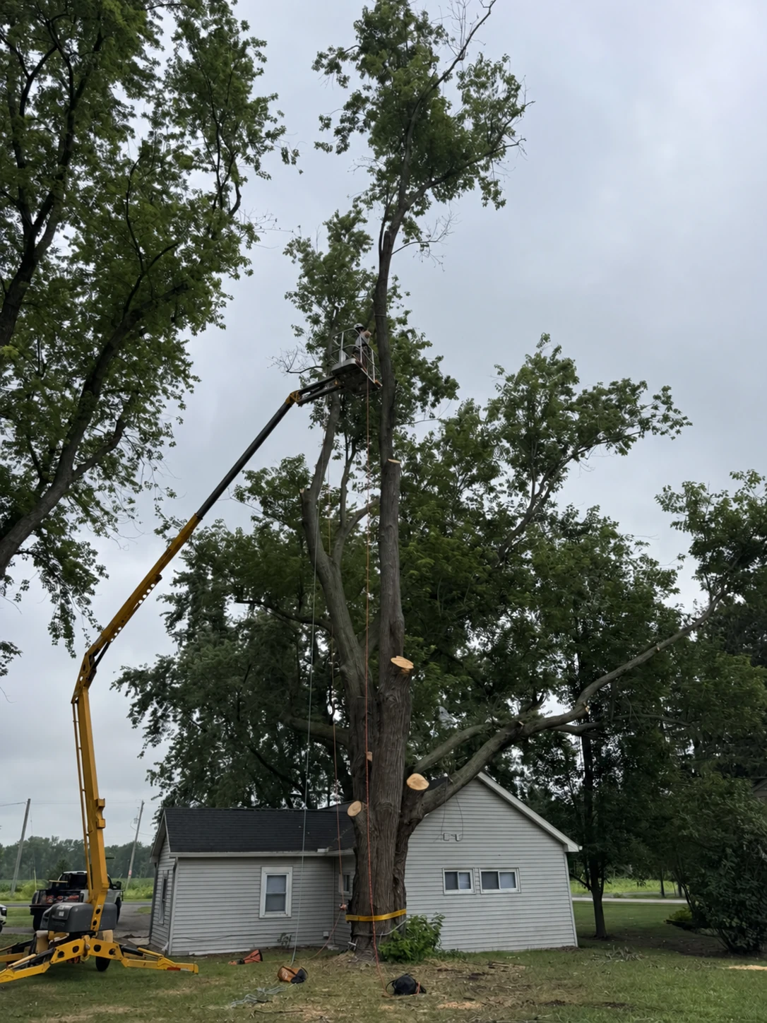 A tree worker using a compact lift to remove sections from a tall tree beside a home